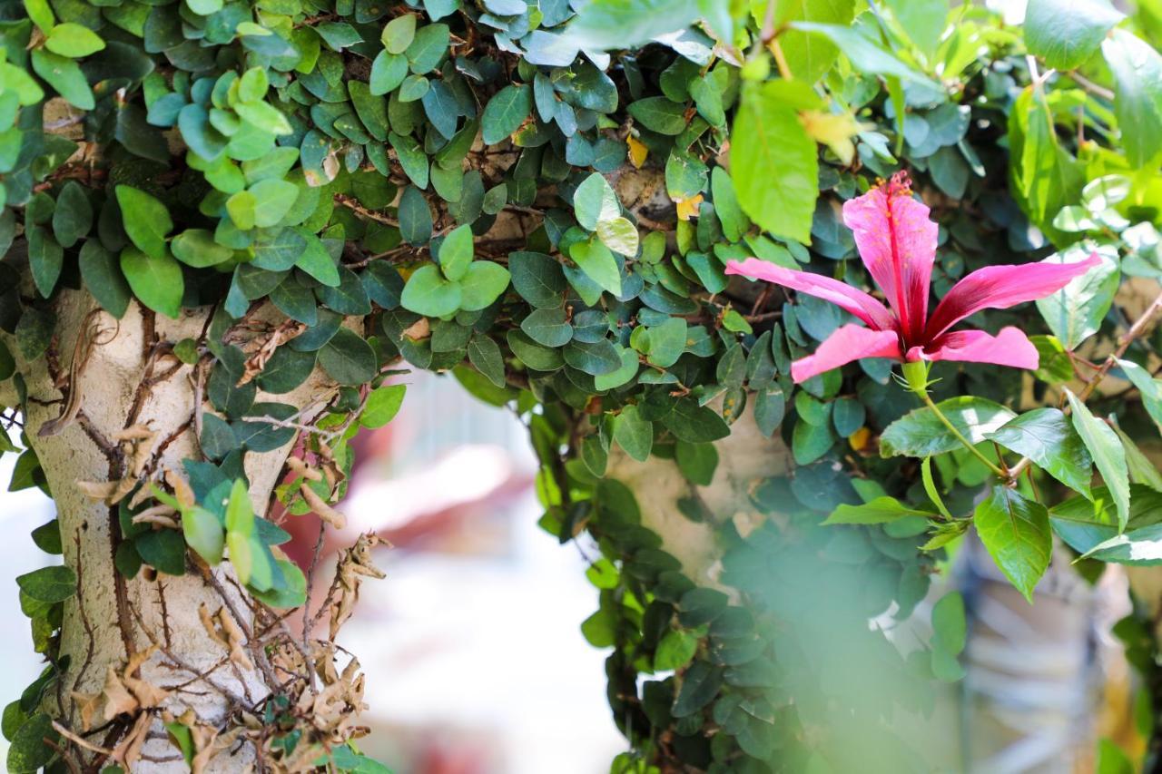 Almond Tree - Adults Only Cayo Hueso